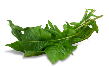 Platinum Συστατικά 94 Platinum - Μαγειρεμένη Ξηρά Τροφή tt ingredients dandelion
