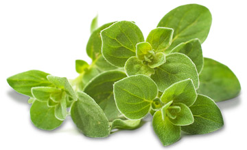 Platinum Συστατικά 108 Platinum - Μαγειρεμένη Ξηρά Τροφή tt ingredients dried oregano