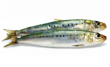 Platinum Συστατικά 115 Platinum - Μαγειρεμένη Ξηρά Τροφή tt ingredients sardine