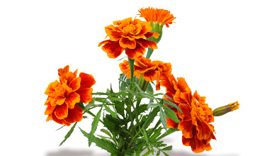 Platinum Συστατικά 84 Platinum - Μαγειρεμένη Ξηρά Τροφή tt ingredients student flower