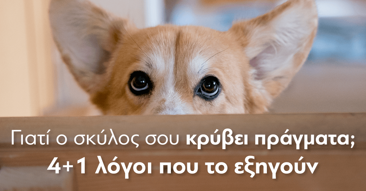 Γιατί ο σκύλος σου κρύβει πράγματα; 3 Platinum - Μαγειρεμένη Ξηρά Τροφή γιατί ο σκύλος κρύβει πράγματα