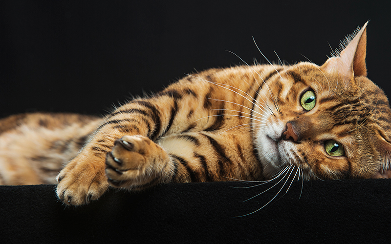 Banner Cat