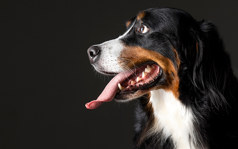 Banner Dog