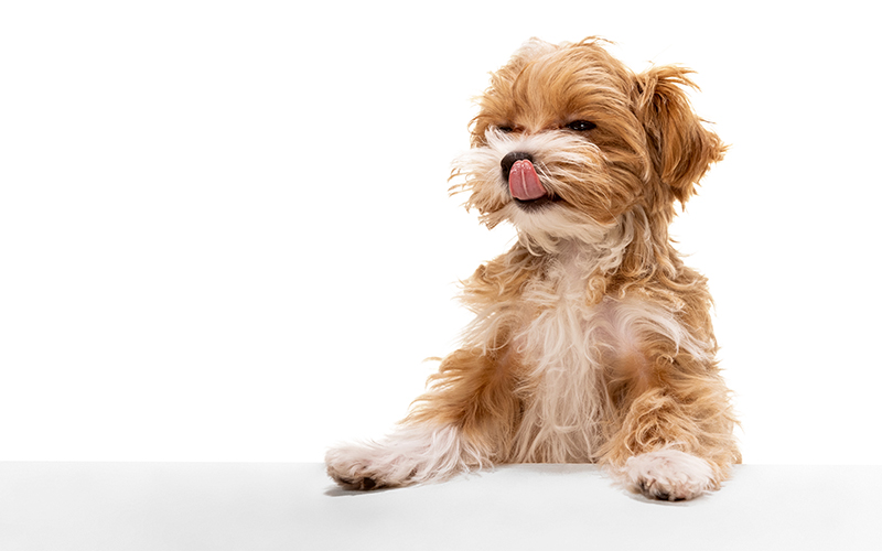 Banner Samples Dog