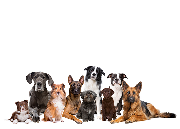 FitBits Dogs